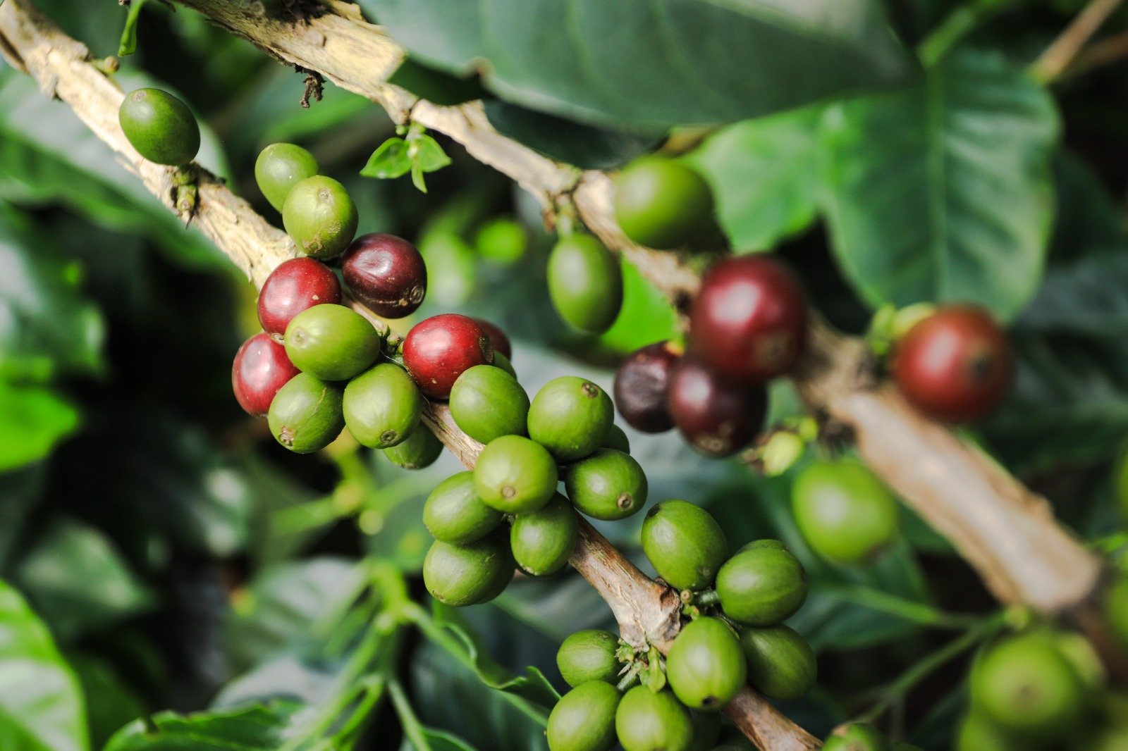 Café Fest 2026 - 2 en Manizales